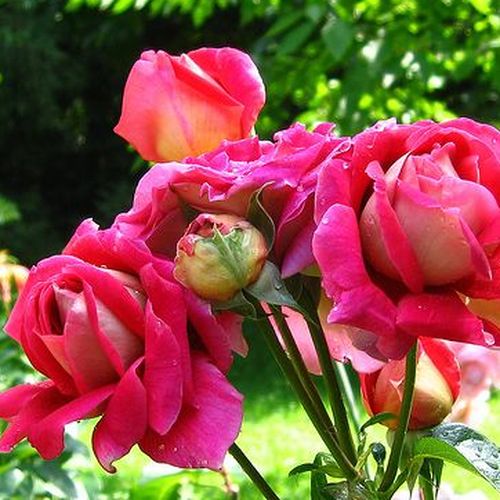 - - Rózsa - Sárga - Piros - Online rózsa vásárlás